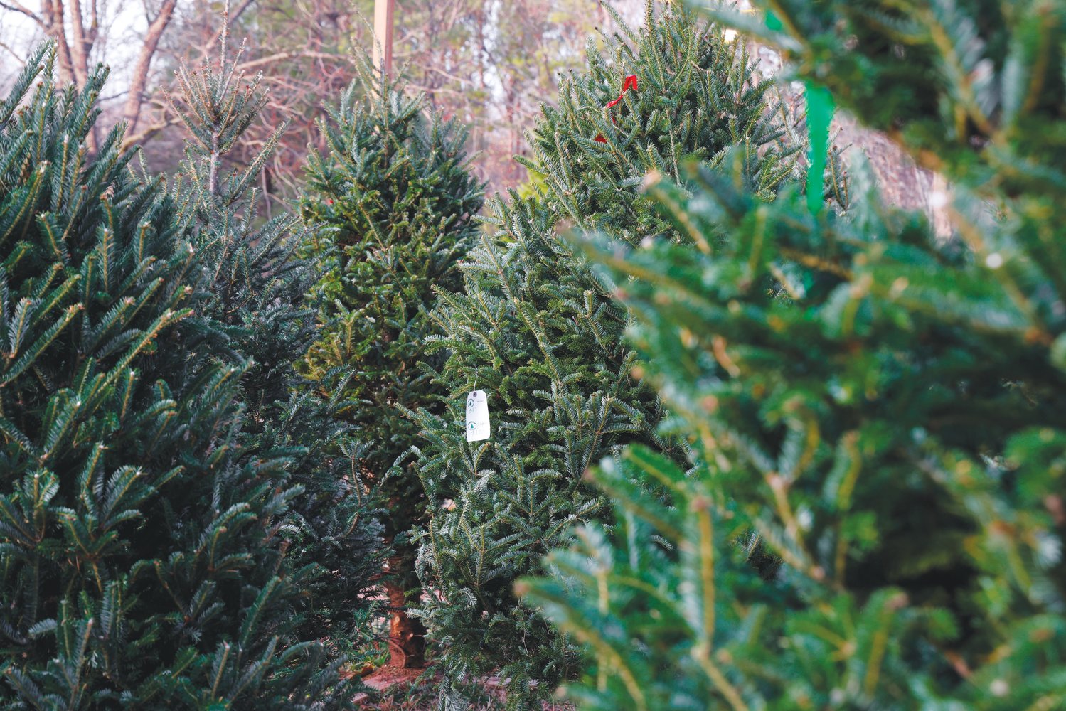 Phillips Farms sells the popular Fraser tree on its Pittsboro property.