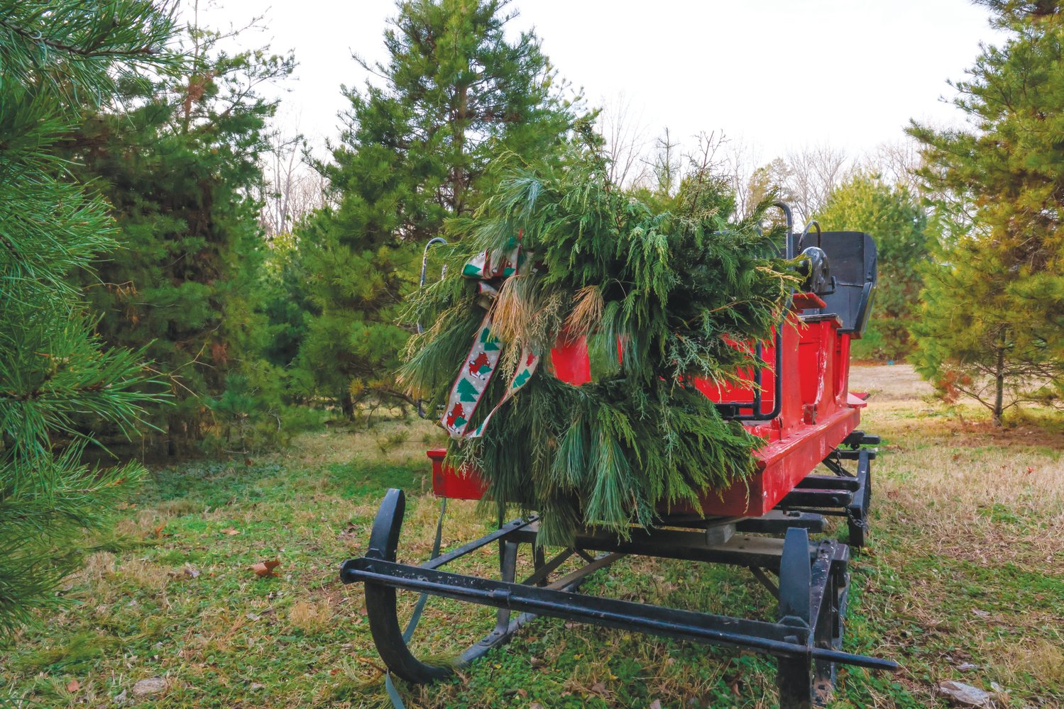 The grounds at Phillips Farm features a sleigh where customers can pose among growing Christmas trees.