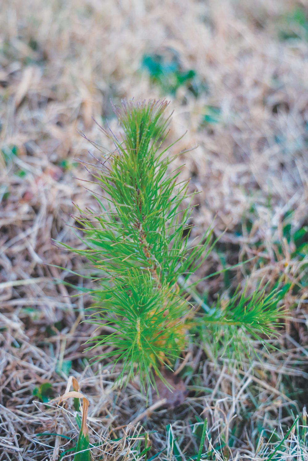 This sapling, planted at Phillips Farm in Pittsboro, will be ready to be sold as a Christmas tree in a few years.
