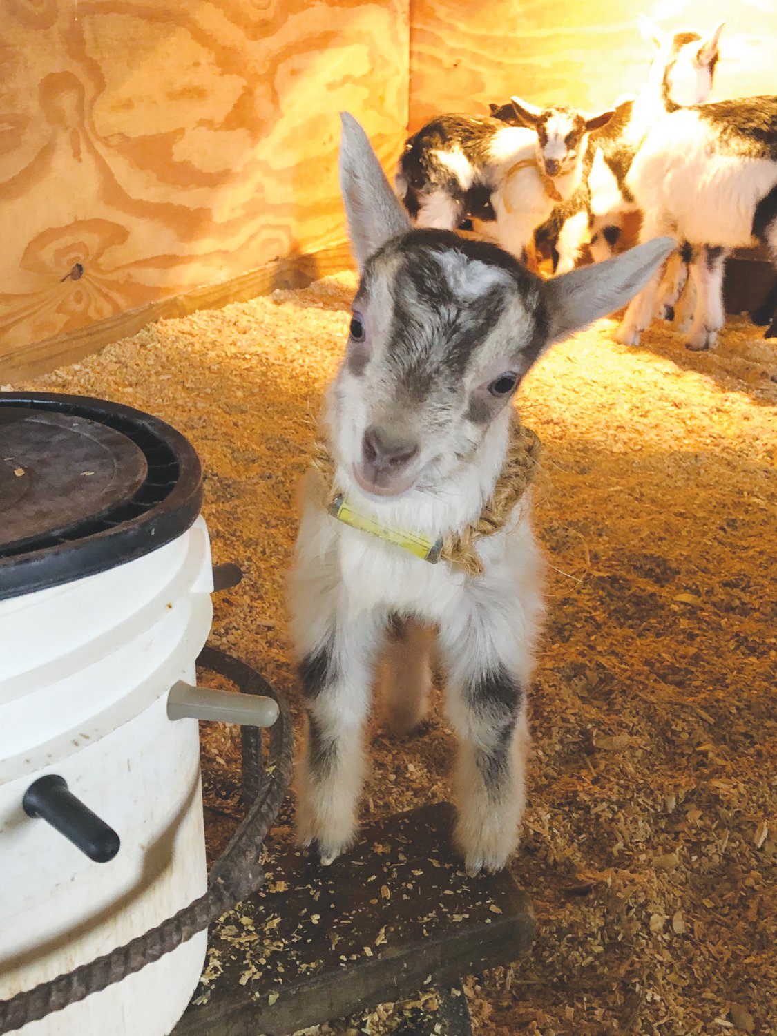 One of the baby goats from past years at Celebrity Dairy.