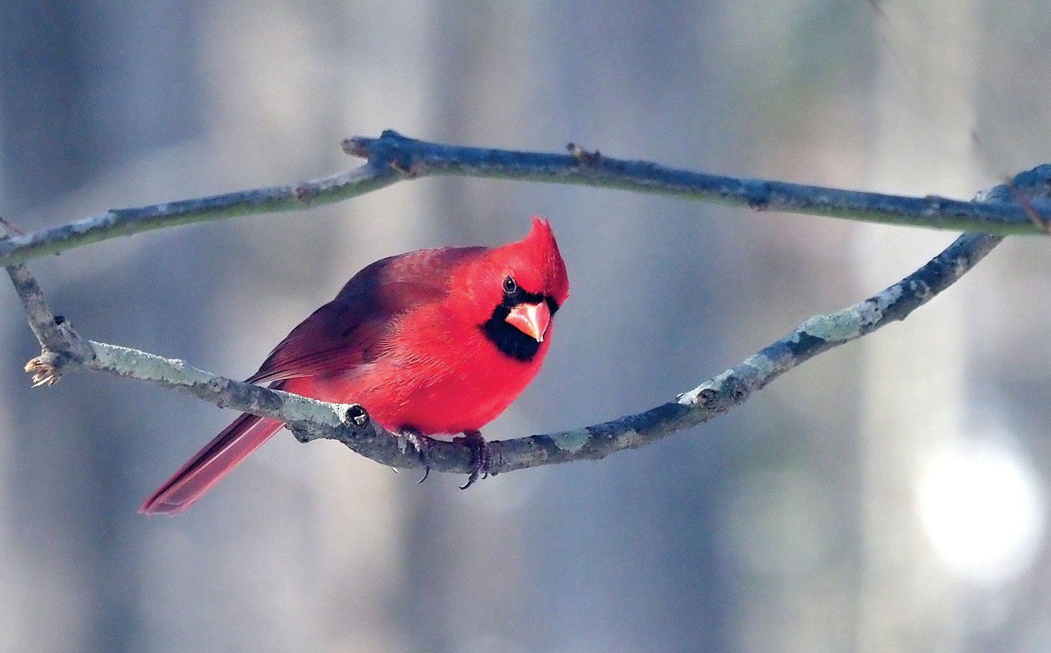 A resident cardinal appeared to give CN+R photographer Kim Hawks 'the eye,' as if to say, 'How about some seeds to chew on or maybe some unfrozen water in the birdbath?' In response, she reports that she heated up some water and added it to the birdbath, along with some sunflower and millet seeds.