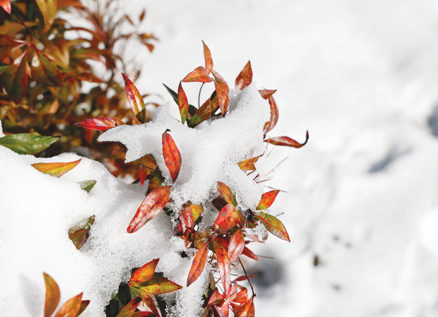 Leaves peek through a clump of snow from Chatham County's second winter storm last weekend.