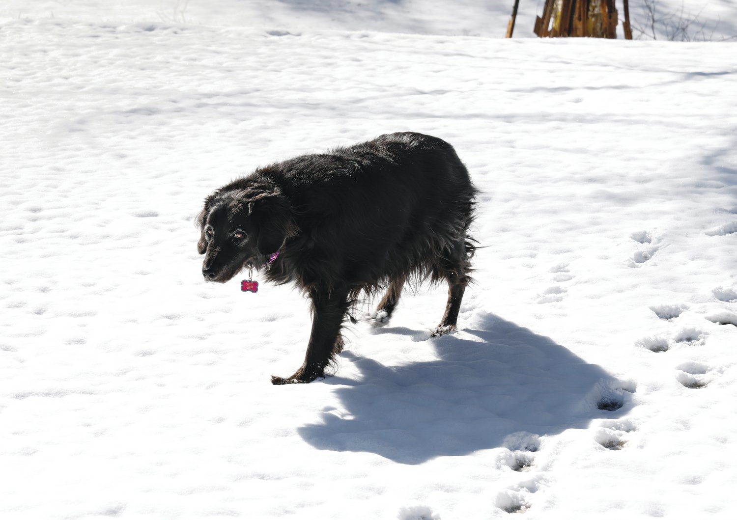 Sassy the dog trudges through last weekend's snow outside of staff photographer Simon Barbre's Chatham County home.