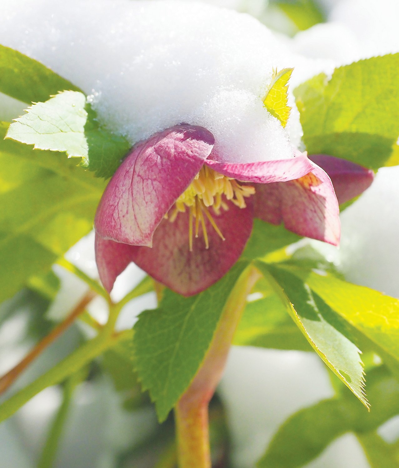 Weekend snow coats a Lenton rose's nodding flowers near the home of CN+R photographer Kim Hawks.