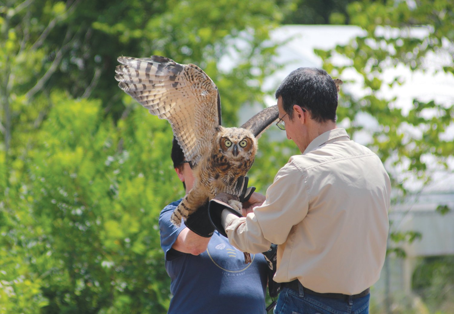 Claws Inc. volunteer and treasurer Vincent Mammone hands one of two great horned owls to another volunteer to prepare for its release at the Claws wildlife education event on Saturday at Starrlight Mead in Pittsboro.