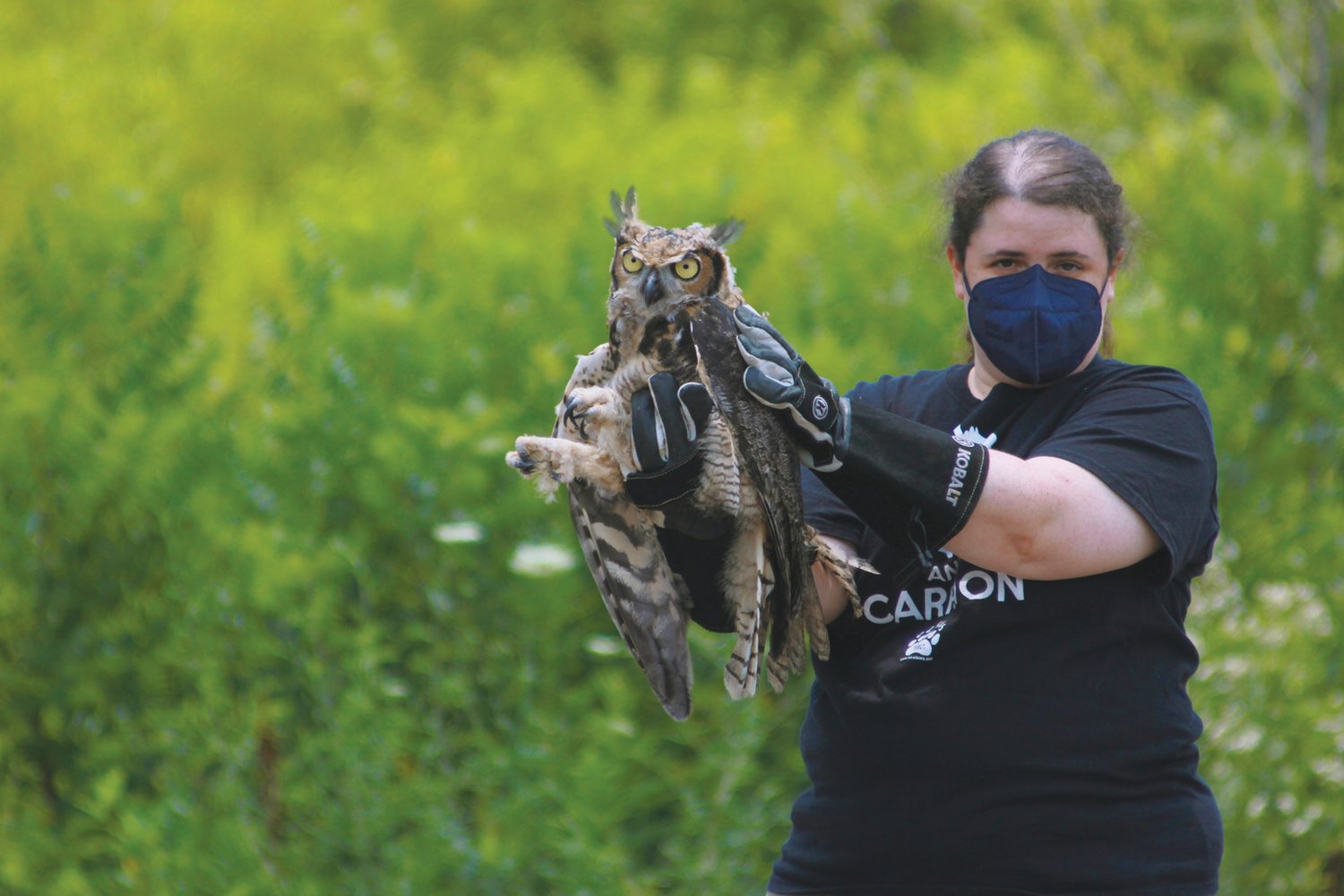 A volunteer gently holds one of two great horned owls with gloved hand before it is released during the Claws wildlife education event on Saturday at Starrlight Mead in Pittsboro. Once released, one of the owls immedietly flew away, while the other was hesiant and needed some persuasion to fly away.