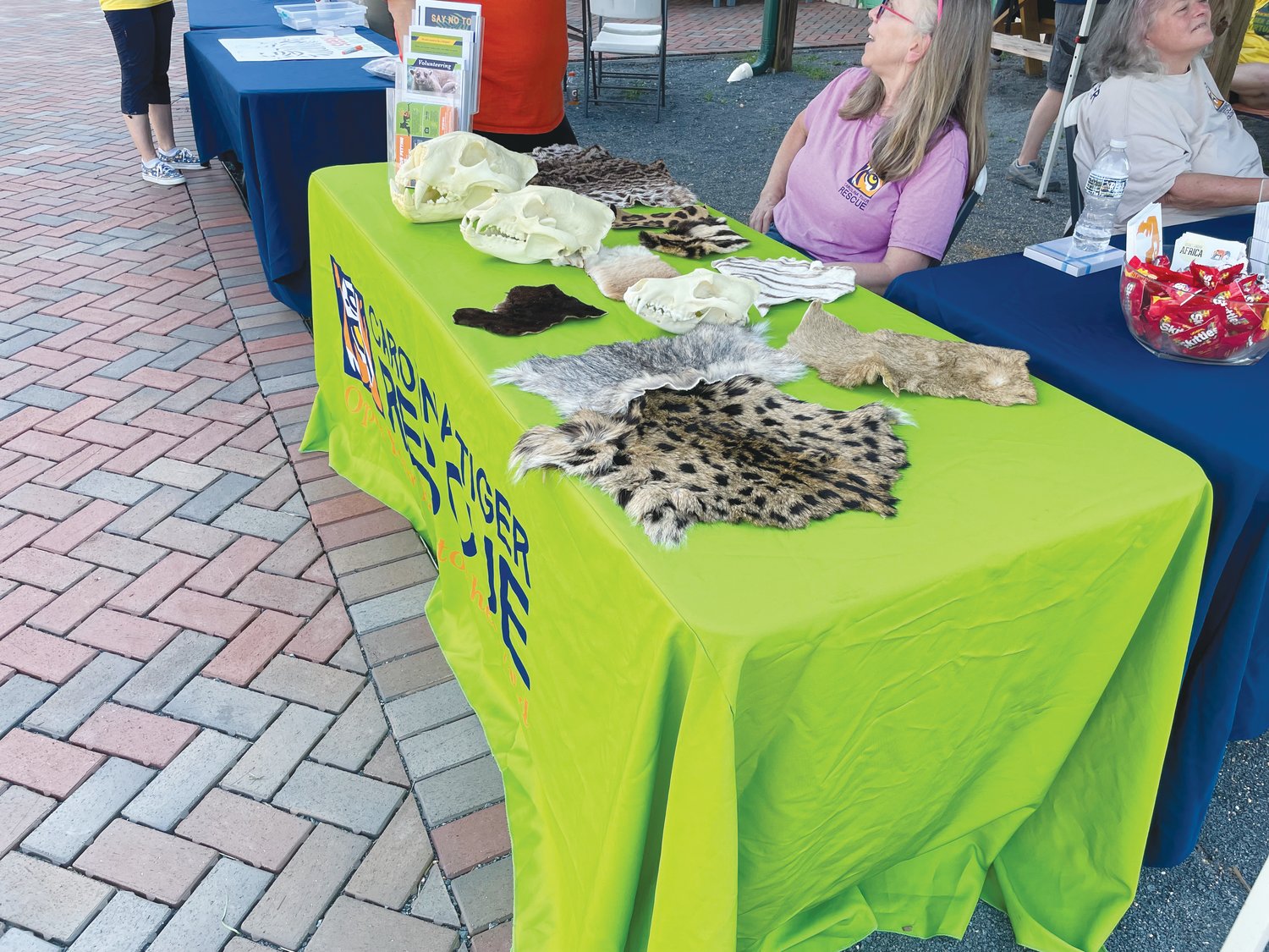 Tiger skulls and cat pelts sit on display as part of a sensory education station. The Carolina Tiger Rescue is hosting its third annual Tiger Day 5K, this year featured a kickoff event with music, games and education at The Plant in Pittsboro.