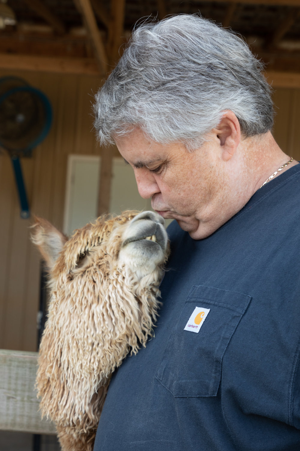 An alpaca gives a visitor a kiss during Carolina Sunshine Alpaca Farm's grand opening event. Visitors can see both fleece types — suri and huacaya alpacas — on the farm.