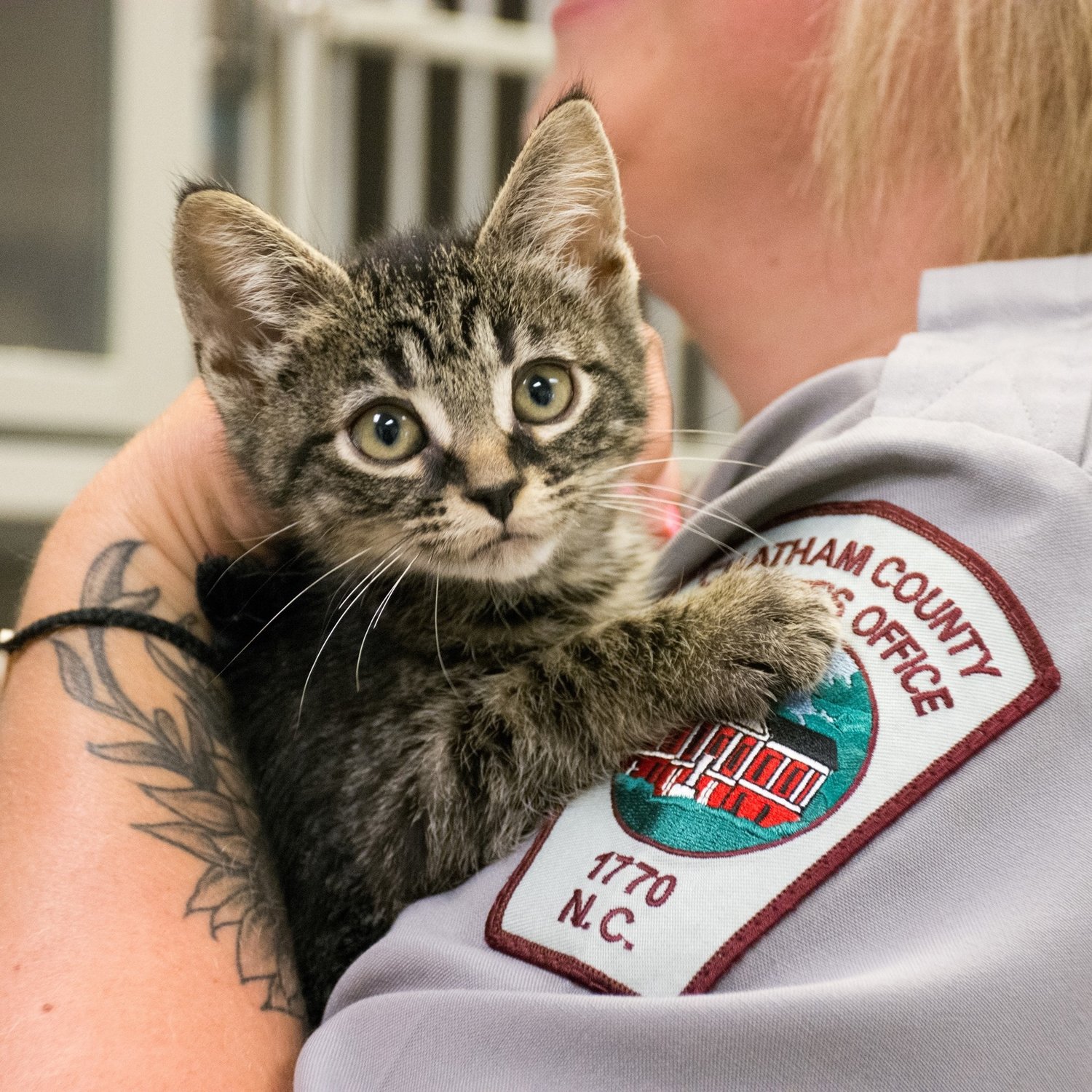 How the county shelter has faired since Sheriff's Office transition | The  Chatham News + Record
