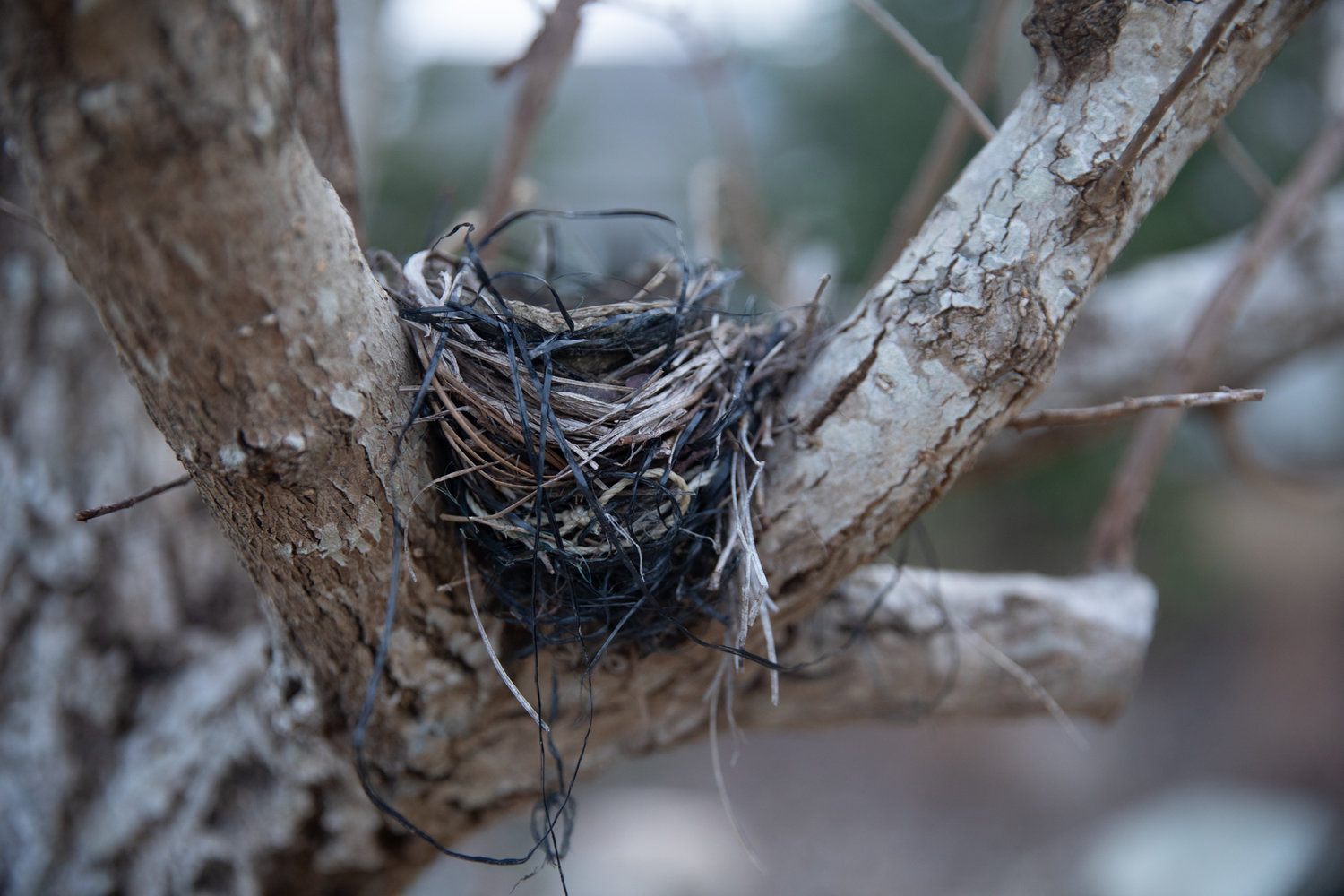 A bird's nest made of string and plastic rests in a tree behind Maclean's house on Sunday, Feb. 19, 2023.